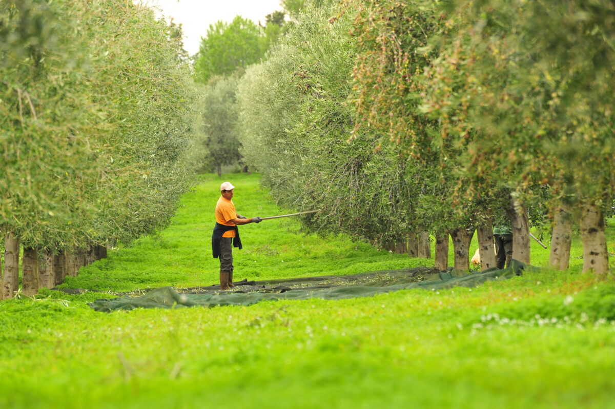 raccolta-olive-masseria-appia-traiana-olio-extravergine-doliva